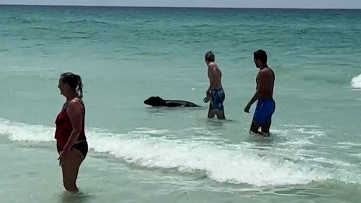Oso se mete a nadar en playas de Florida; captaron el peculiar momento