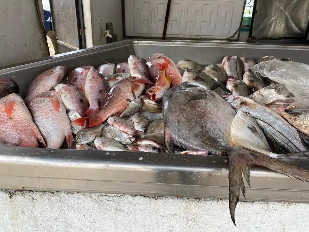 Comerciantes de pescado reportan bajas ventas en el mercado, esperan recuperarse estas vacaciones de verano.