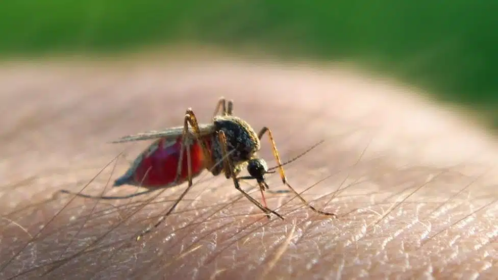 Ante el posible riesgo de introducción del paludismo a Sinaloa, autoridades redoblan estrategias preventivas para evitar que se disemine la enfermedad.