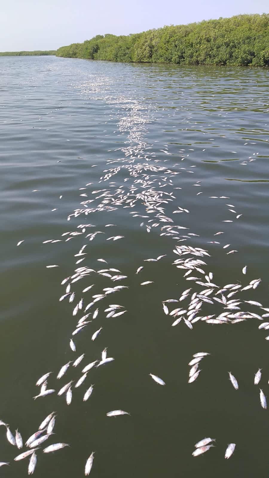 Peces muertos en el agua