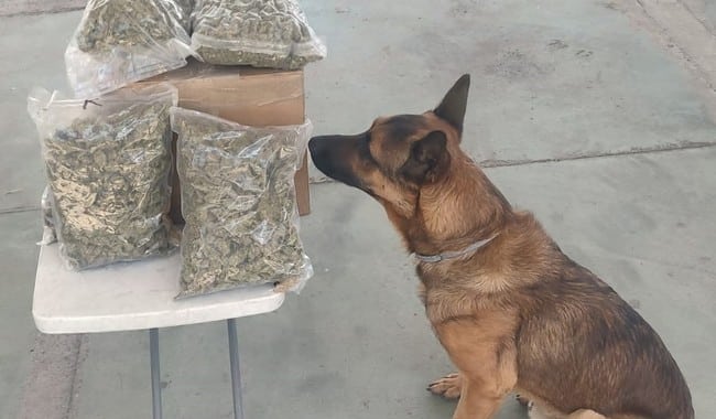 Perros Guardia Nacional