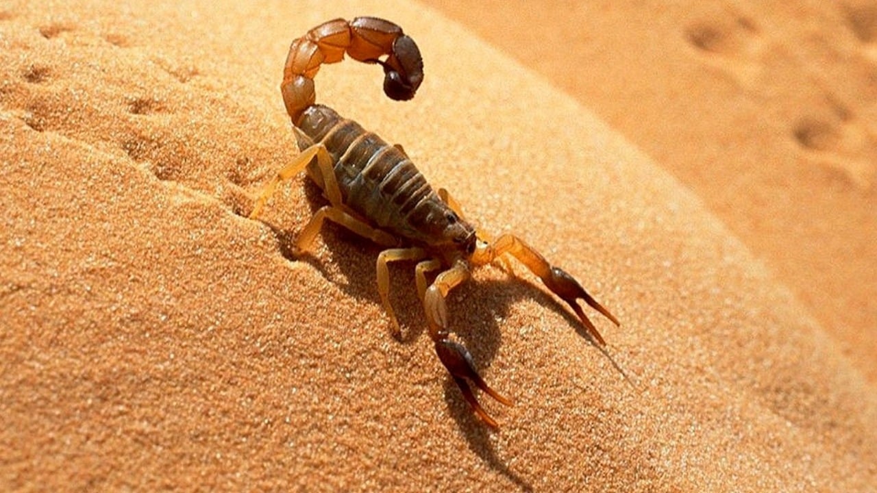 Picadura de Alacrán
