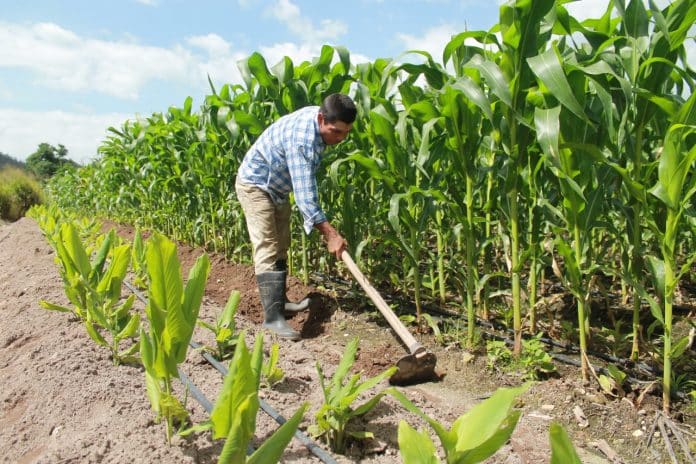 Productores de maíz Producción para el Bienestar