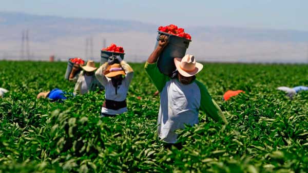 Productores mexicanos