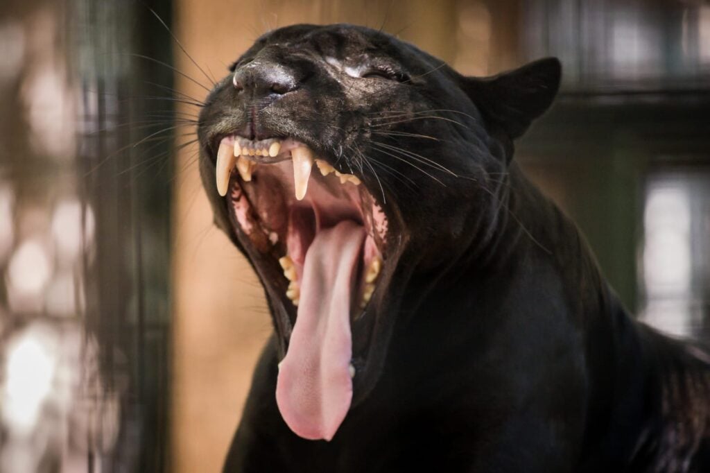 Un animal abriendo el hocico y sacando la lengua