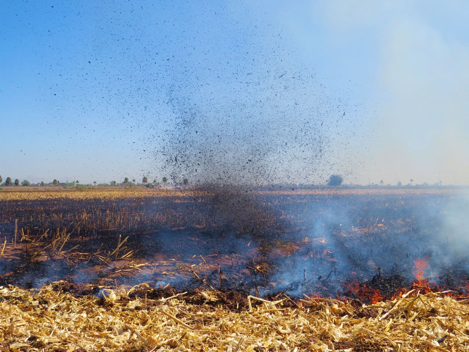fuego en una parcela a causa de la quema de soca