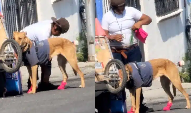 Recolector de basura pone botitas a su perro para cuidarlo del asfalto caliente