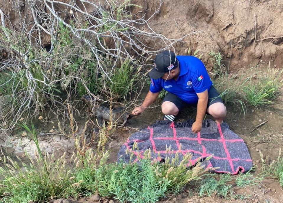 Rescate de lobo marino