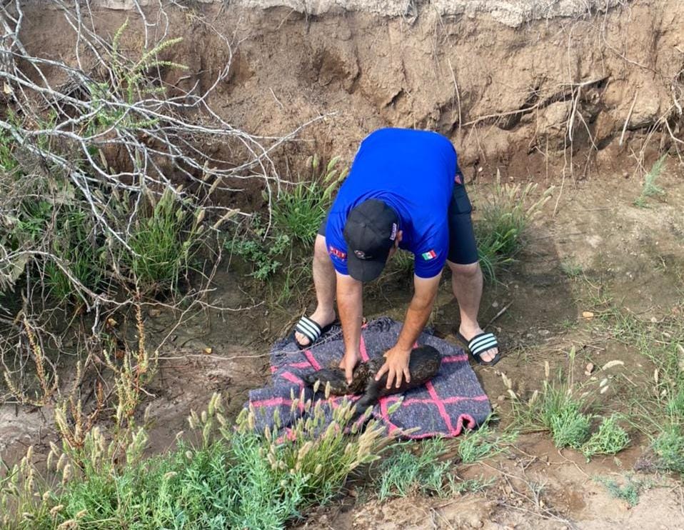 Rescate de lobo marino