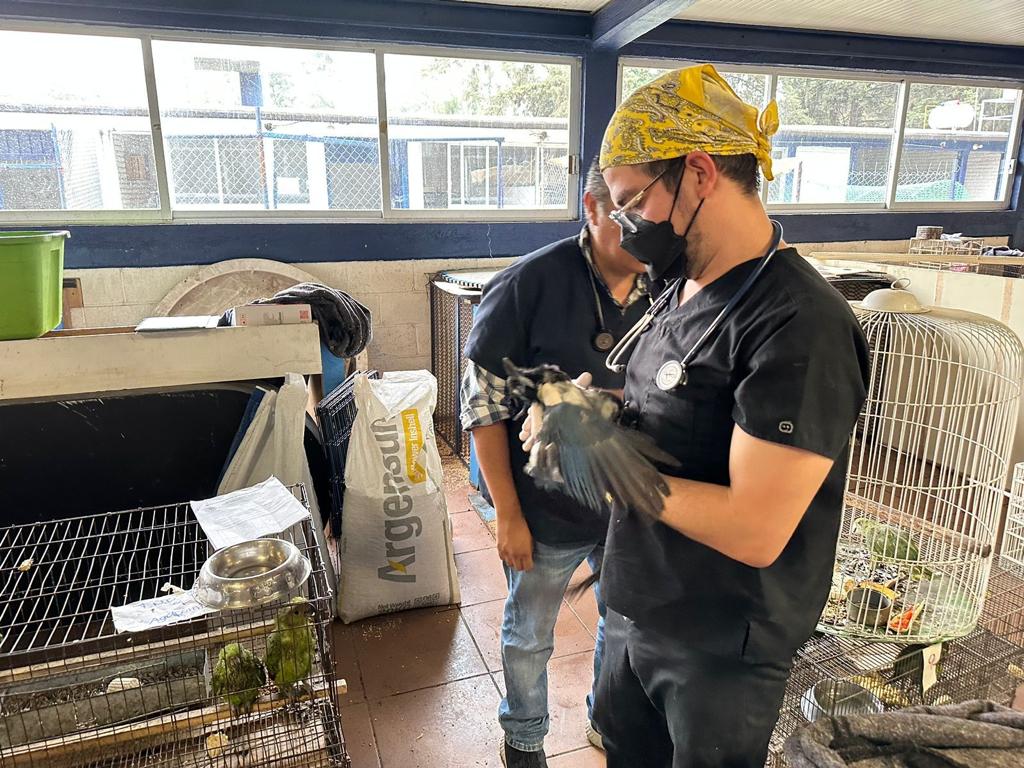 Santuario de Ostok se suma a la labor de rescate y rehabilitación de Aves