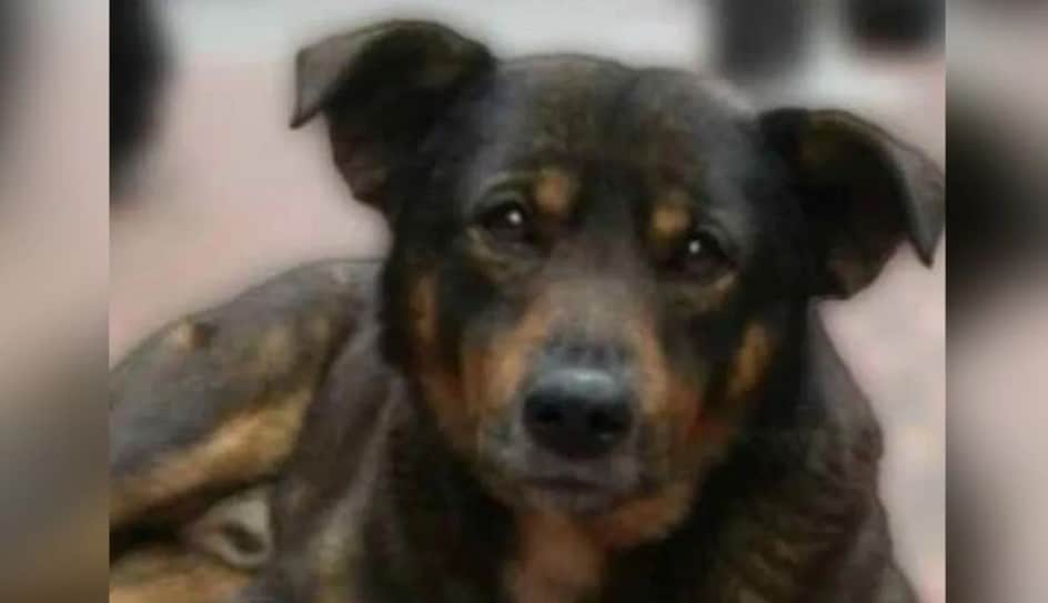Carnicero implicado en caso de Scooby recibe críticas