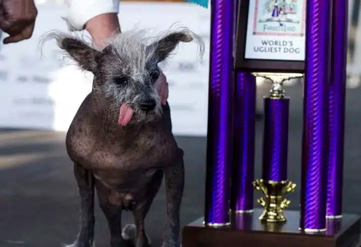 Scooter ganador del Concurso del Perro Más Feo del Mundo 2023