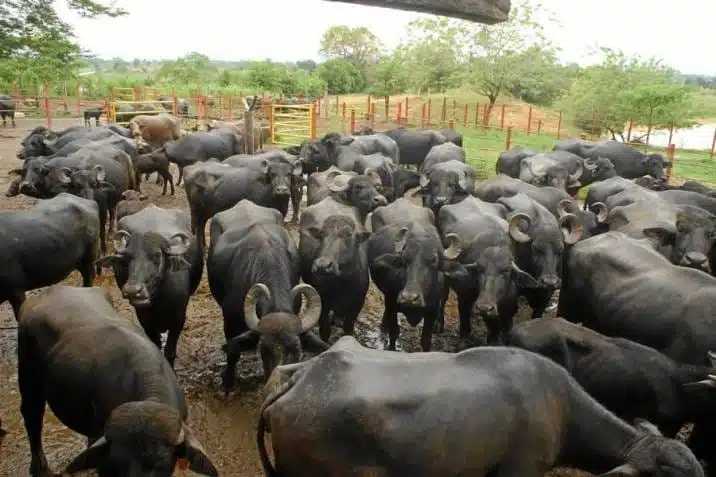 Se llevan 30 búfalos por no pagar derecho de piso en Coatzacoalcos