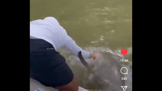 Tiburón muerde a un hombre