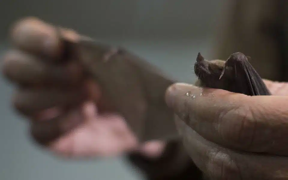 Un caso de rabia en Tlaxcala tras mordedura de murciélago a hombre; no había rabia desde el 2005