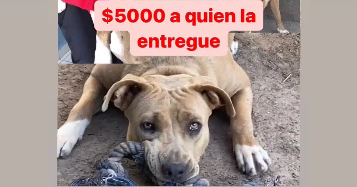 Ofrecen 5 mil pesos de recompensa por perrita pitbull perdida en Guasave