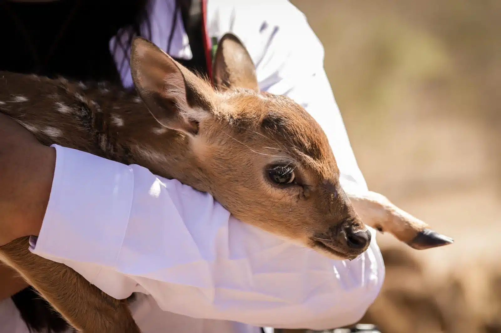 El brazo de una persona sosteniendo a un animalito