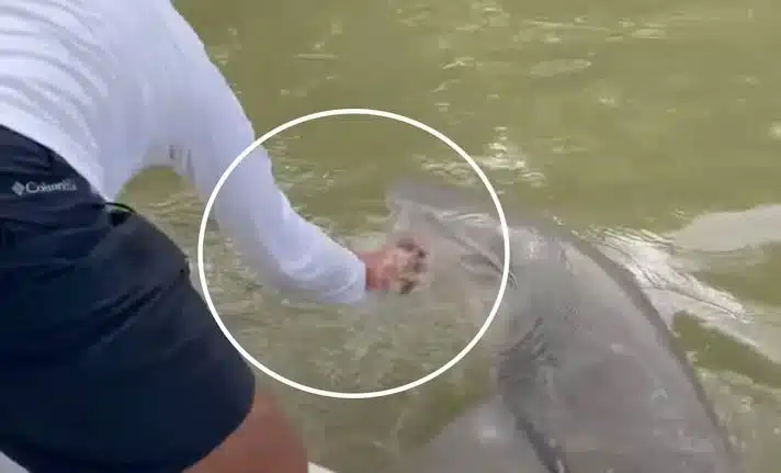 Video Tiburón ataca a joven bañista y lo arrastra al mar en Florida