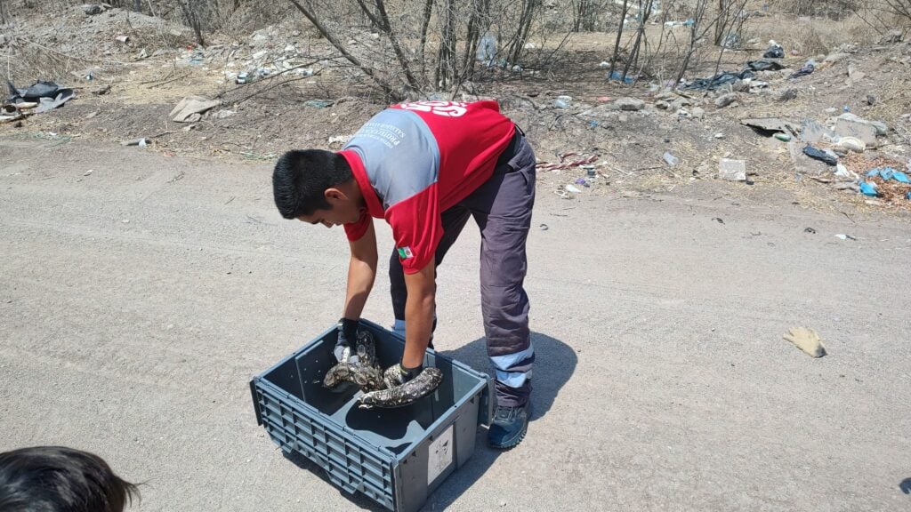 Voluntario de Protección Civil Salvador Alvarado trabajan en rescatar una boa atorada en una camioneta