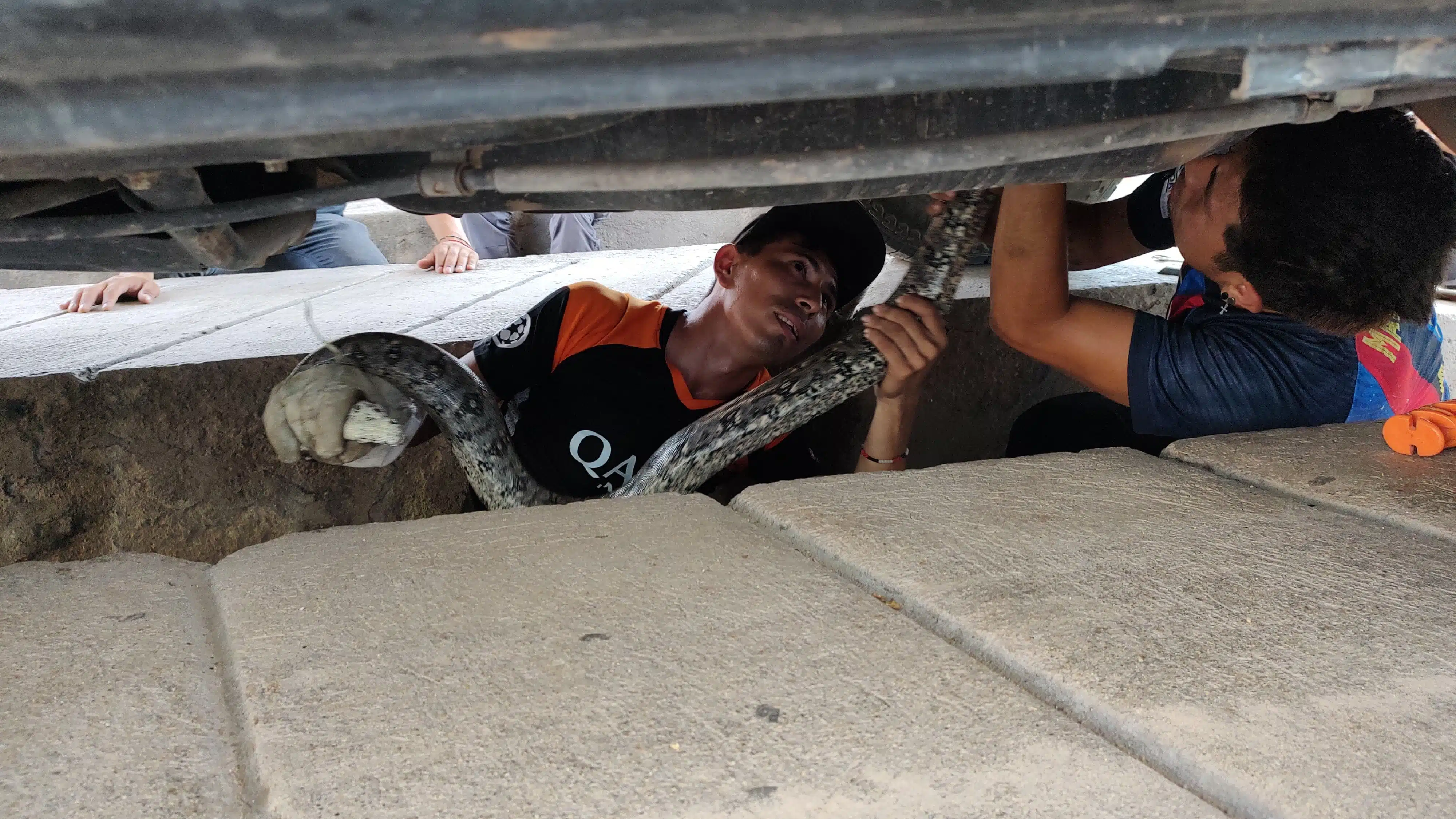 Voluntarios de Protección Civil Salvador Alvarado trabajan en rescatar una boa atorada en una camioneta