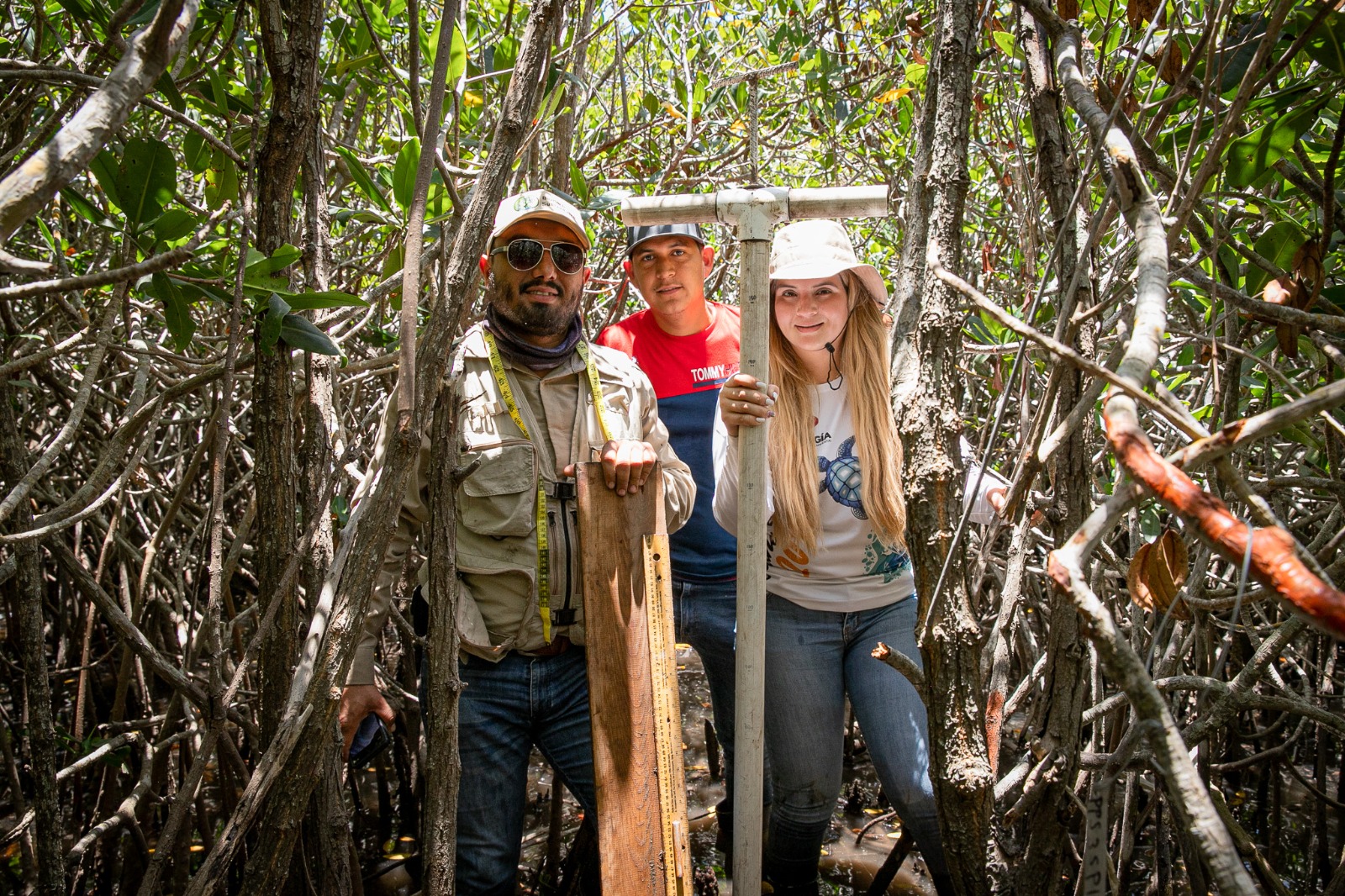¡Especie protegida! En Guasave van por reforestación de manglares; instalarán el primer vivero