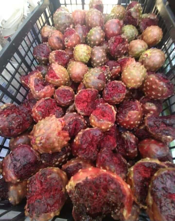 Sinaloenses disfrutan la “Fiesta de la Pitaya” en el Botánico Culiacán