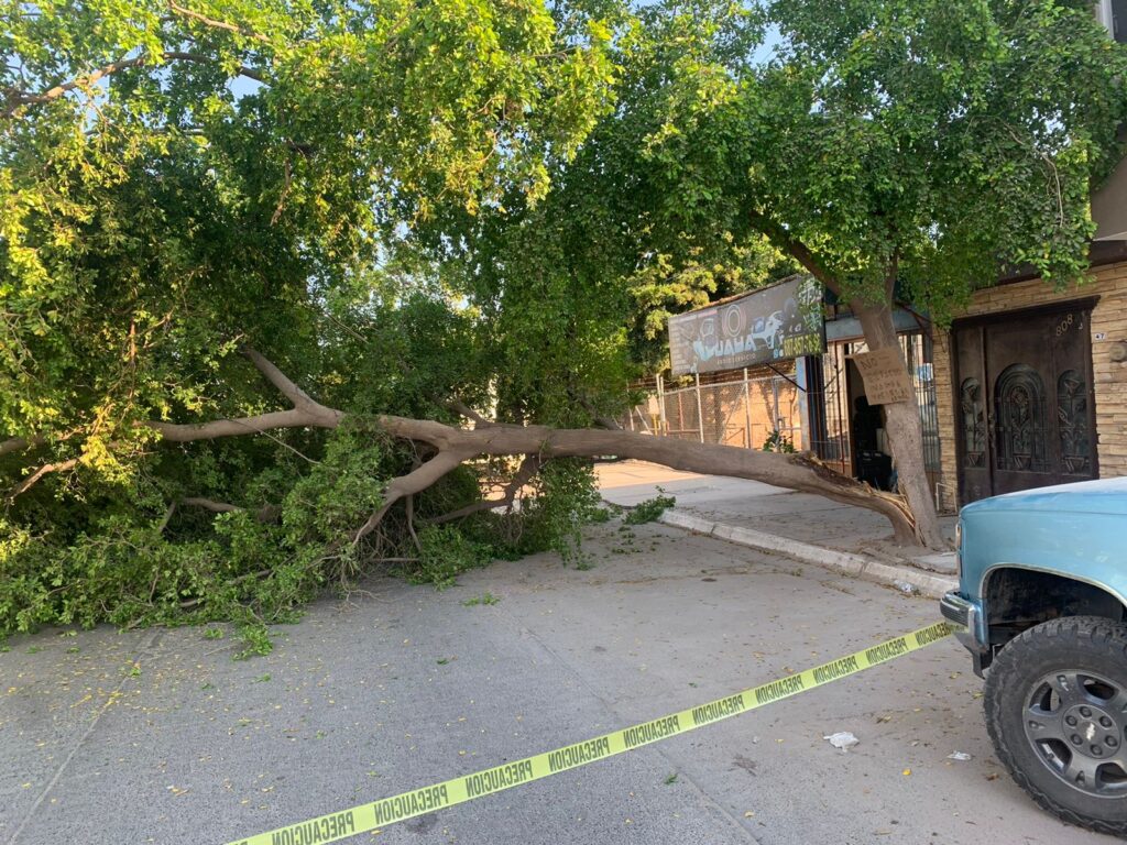 ¡Se vino abajo! Cae gran árbol en el Centro de Guasave; obstruye circulación por la calle Guerrero