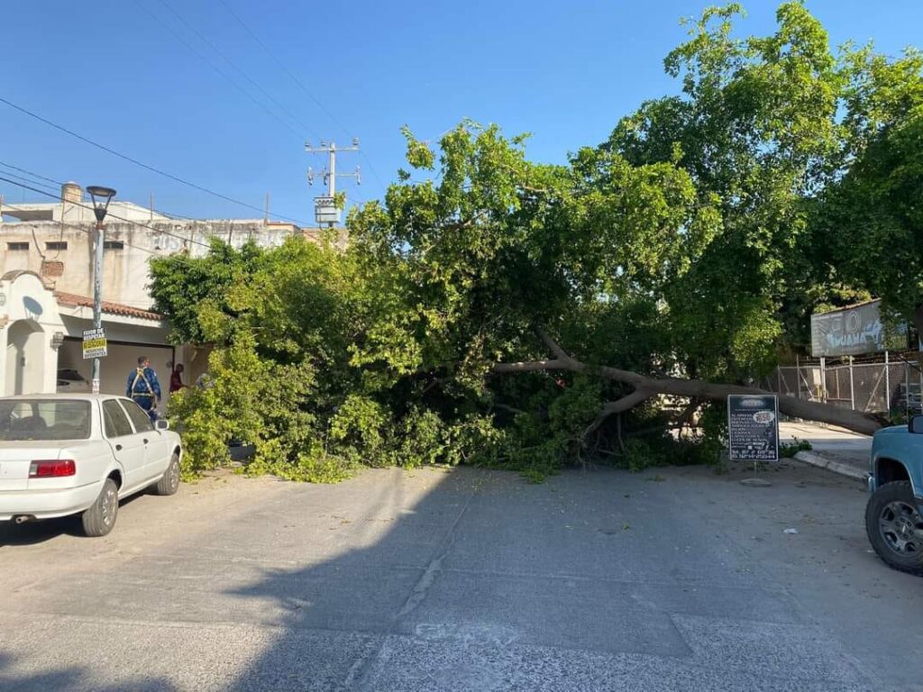¡Se vino abajo! Cae gran árbol en el Centro de Guasave; obstruye circulación por la calle Guerrero
