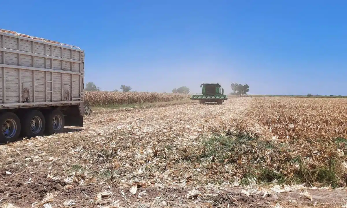 Campo Agricultura Sinaloa productores cosecha trilla de maíz trilladora parcela