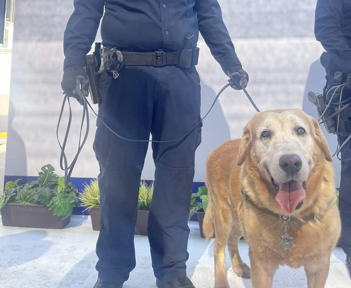 ¡Honor a quien honor merece! Perro policía se jubila luego de 9 años de servicio en Sonora
