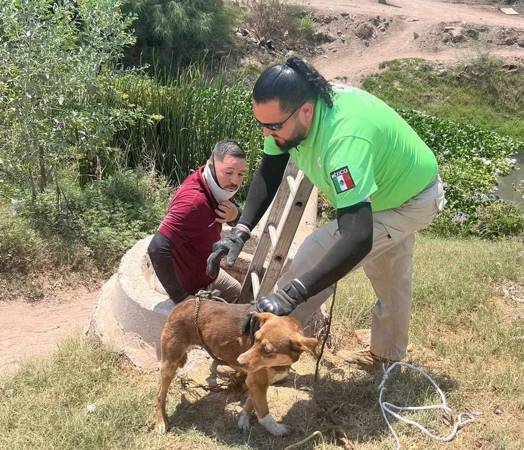 Rescate de perrita en Los Mochis