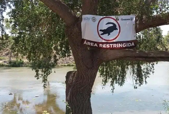 ¡Alerta zona de riesgo! Presencia de cocodrilo obliga a PC a advertir a bañistas en río Sinaloa 
