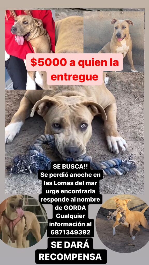 Ofrecen 5 mil pesos de recompensa por perrita pitbull perdida en Guasave