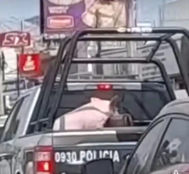 En las imágenes se observa a una patrulla de Culiacán trasladando a un cerdo