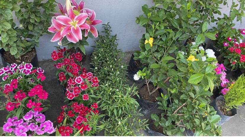 Plantas que don José Luis Colio cultiva