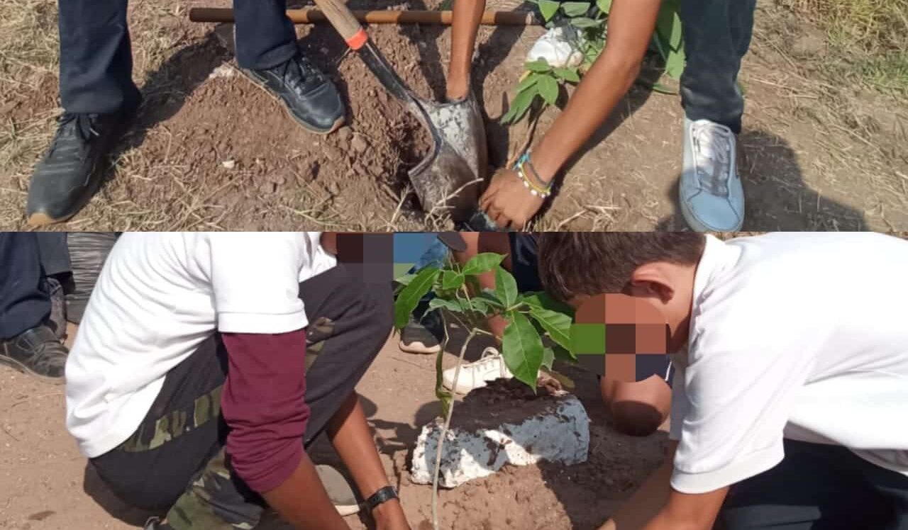Jovenes, niños y docentes participan en la jornada de plantación de especies regionales, en la reforma angostura.