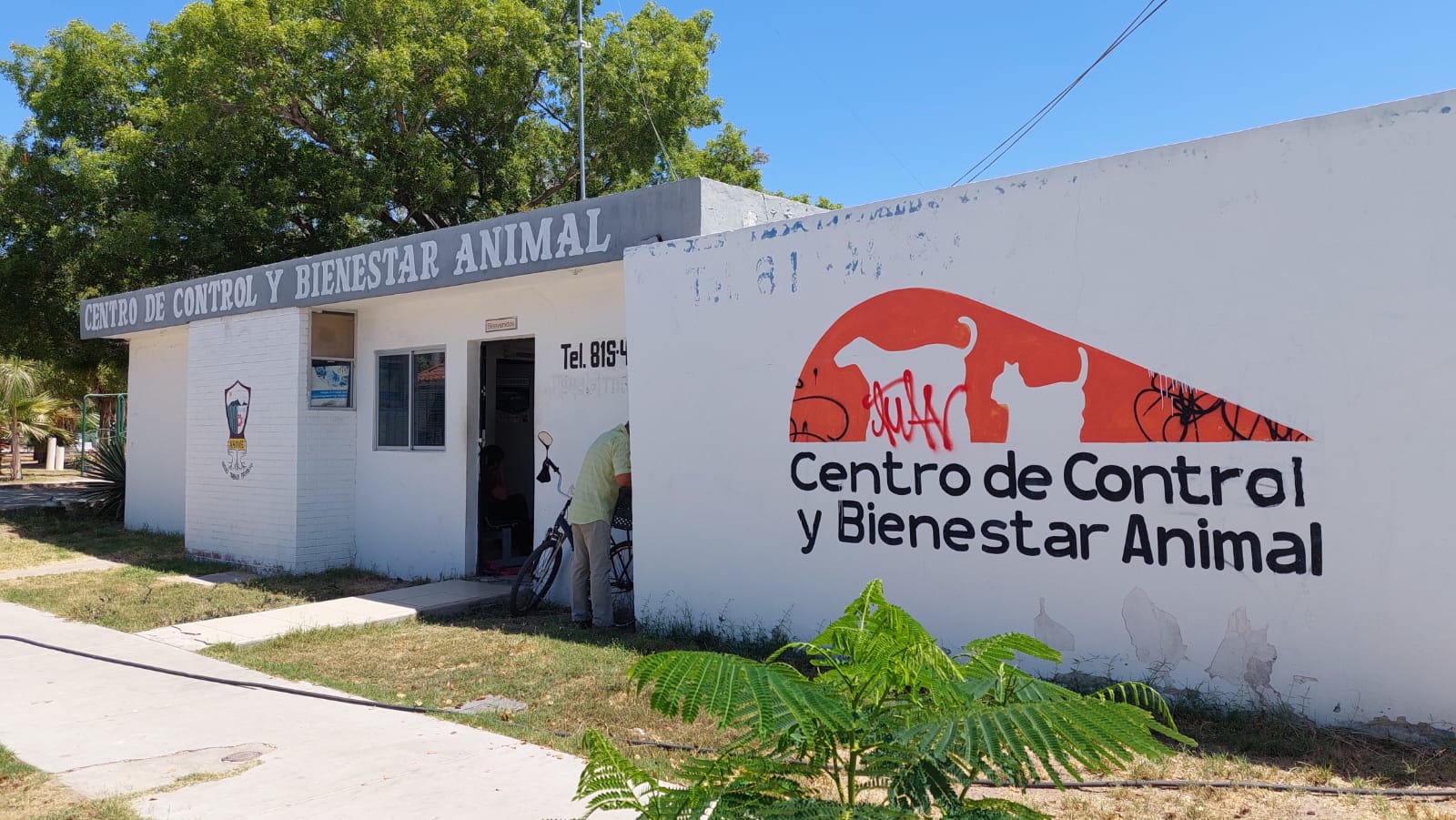 esterilizaciones animal de Ahome (1)
