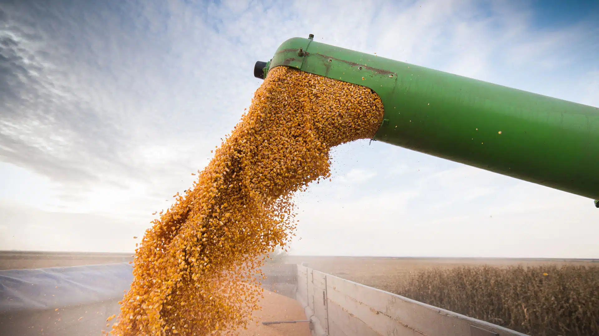 Comercialización de maíz del ciclo agrícola otoño-invierno 2022-2023 avanza satisfactoriamente.