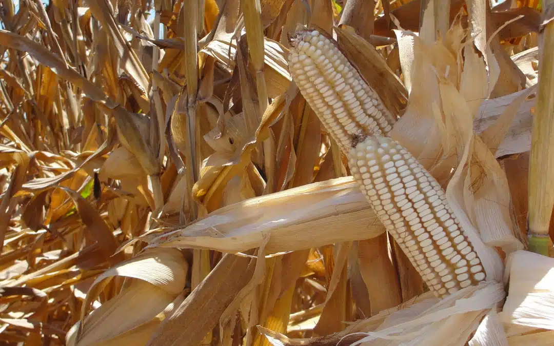 Los productores siguen en lucha por conseguir un precio justo para el maíz