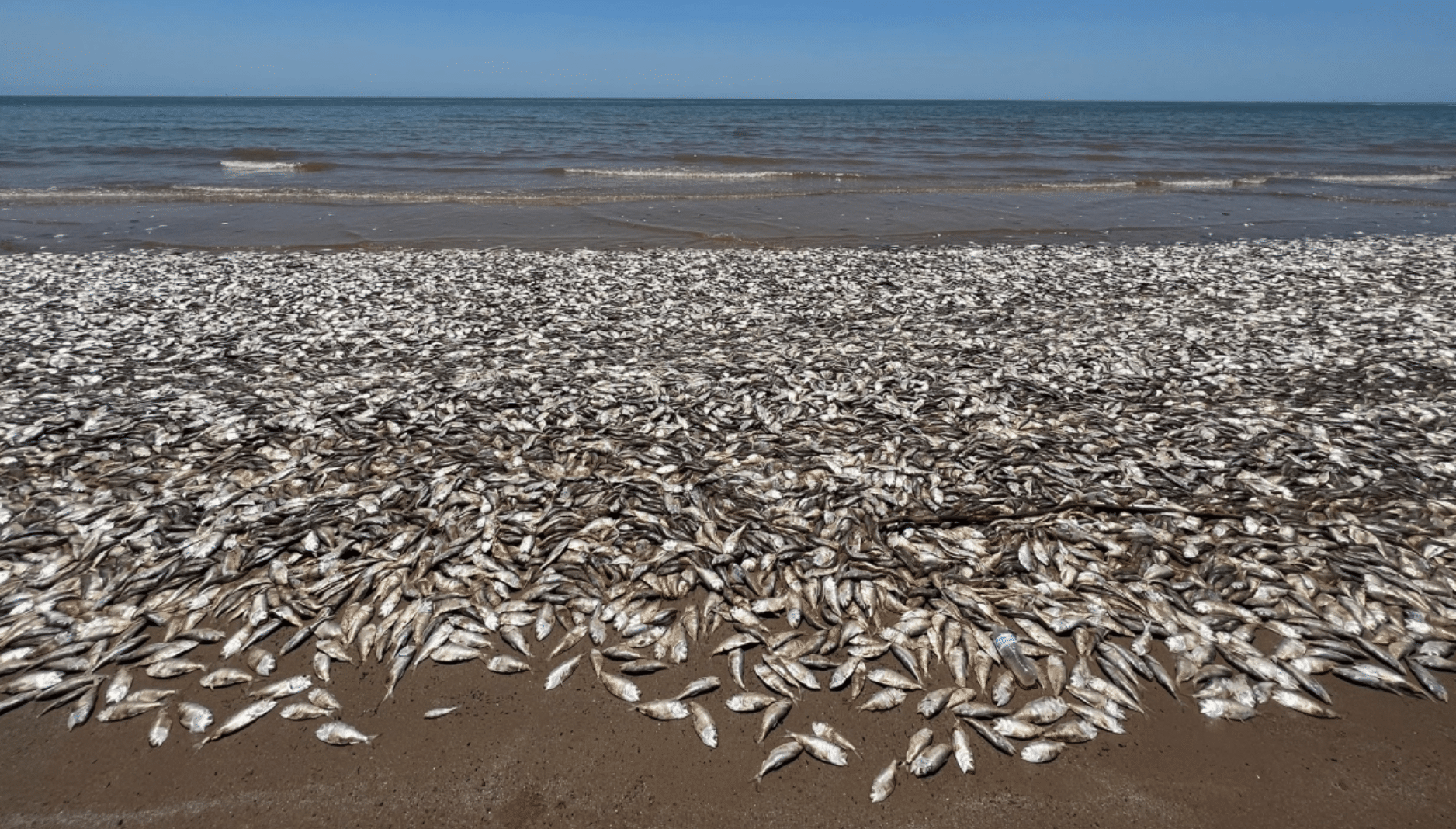 peces muertos en texas