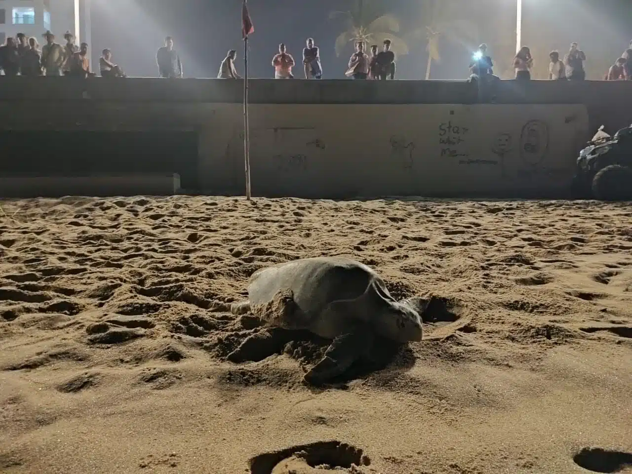 Se está capacitando a personal de la Operadora de Playas para que den atención a las tortugas y nidos..
