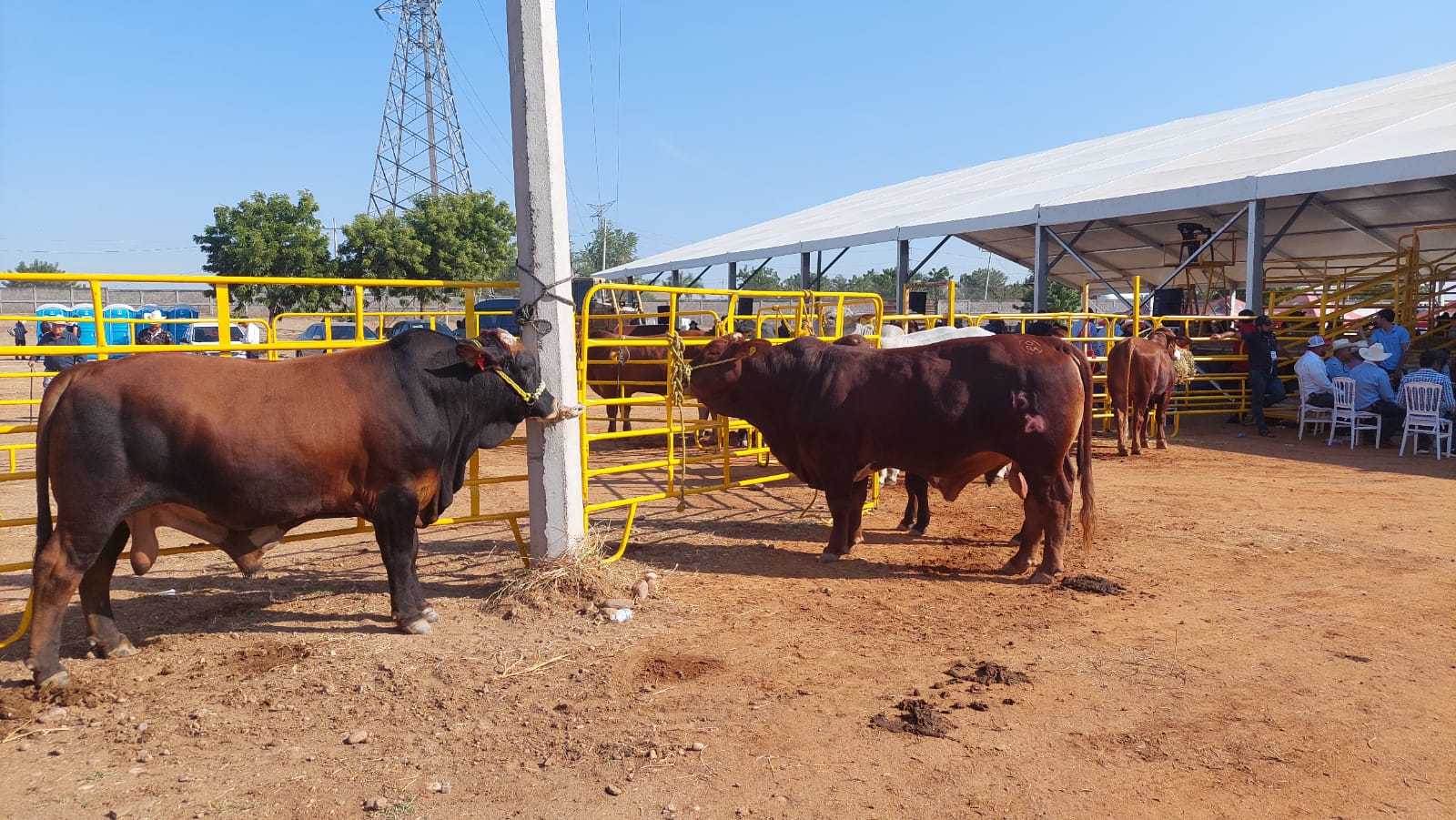 Unión Ganadera Regional de Sinaloa registra avance en el programa de barrido para detectar en el ganado las enfermedades de tuberculosis y brucelosis.