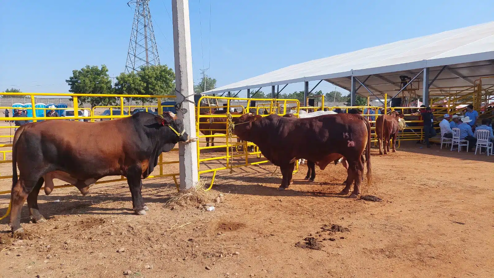 Unión Ganadera Regional de Sinaloa registra avance en el programa de barrido para detectar en el ganado las enfermedades de tuberculosis y brucelosis.
