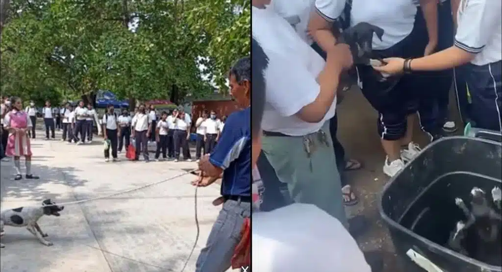 ¡Indignación en Oaxaca! Maestro jalonea a una perrita y tira a sus cachorros a la basura