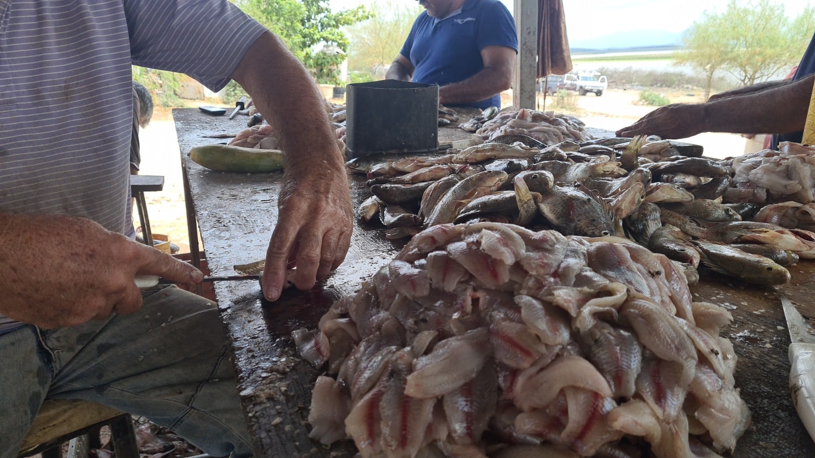 Personas cortando pescado