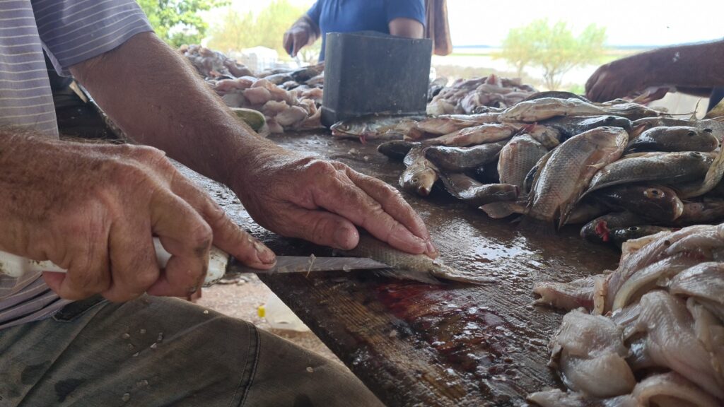 Personas cortando pescado