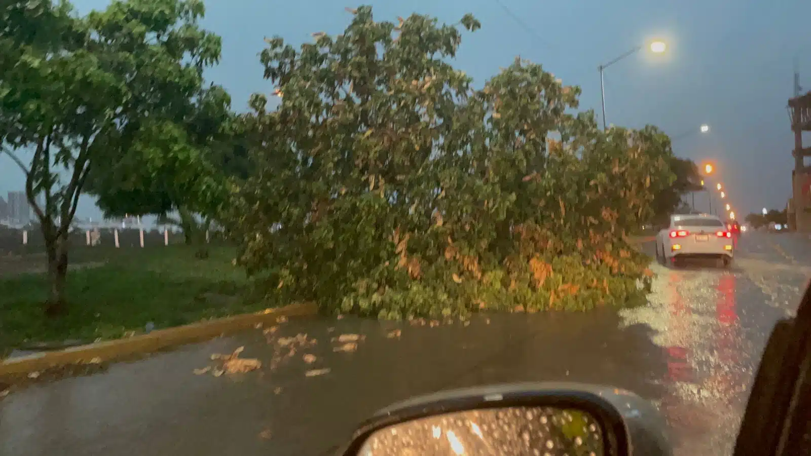 Rama de árbol caída por la lluvia