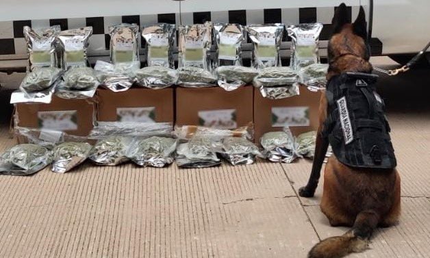 Perro frente a bolsas con mariguana