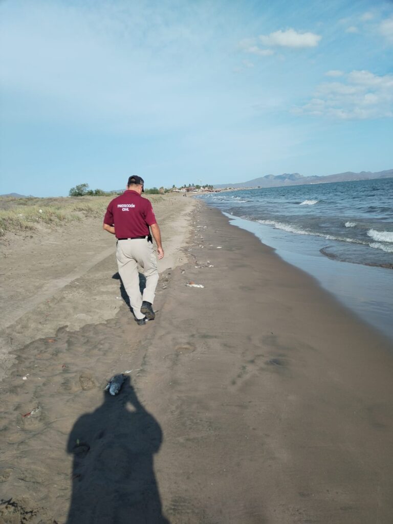 Personal de Protección Civil en la playa El Maviri donde se localizaron los peces muertos
