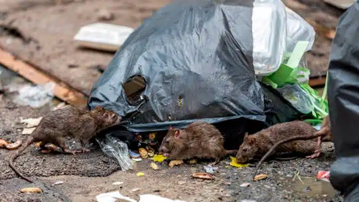 A la baja denuncia de ratas en Nueva York; instauran nuevas reglas de sanidad